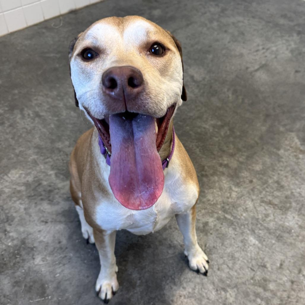 Enlarge Athena Mae, a Adoptable mixed breed in Melbourne, KY image 5/6