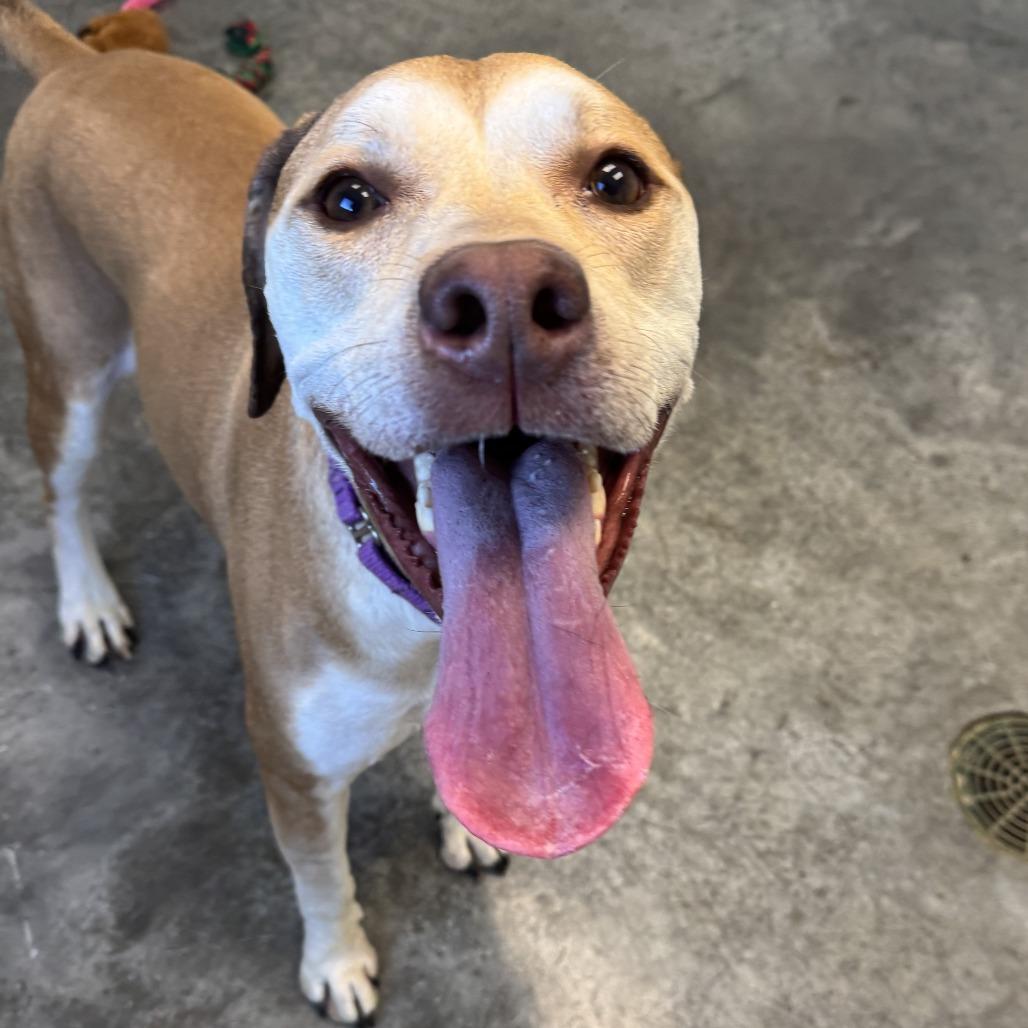 Enlarge Athena Mae, a Adoptable mixed breed in Melbourne, KY image 6/6