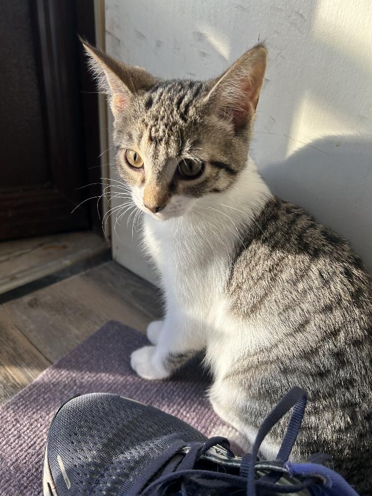 Sweetpea 13 wks, a Adoptable Tabby in London, ON image 2/3