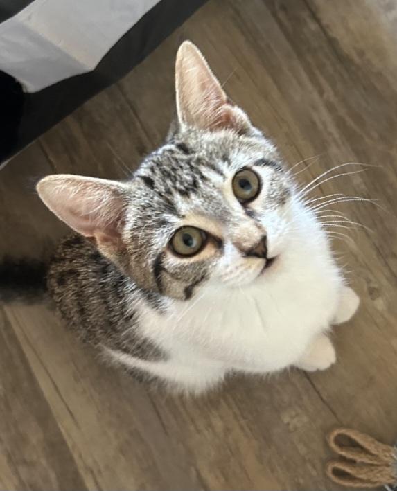 Sweetpea 13 wks, a Adoptable Tabby in London, ON image 1/3