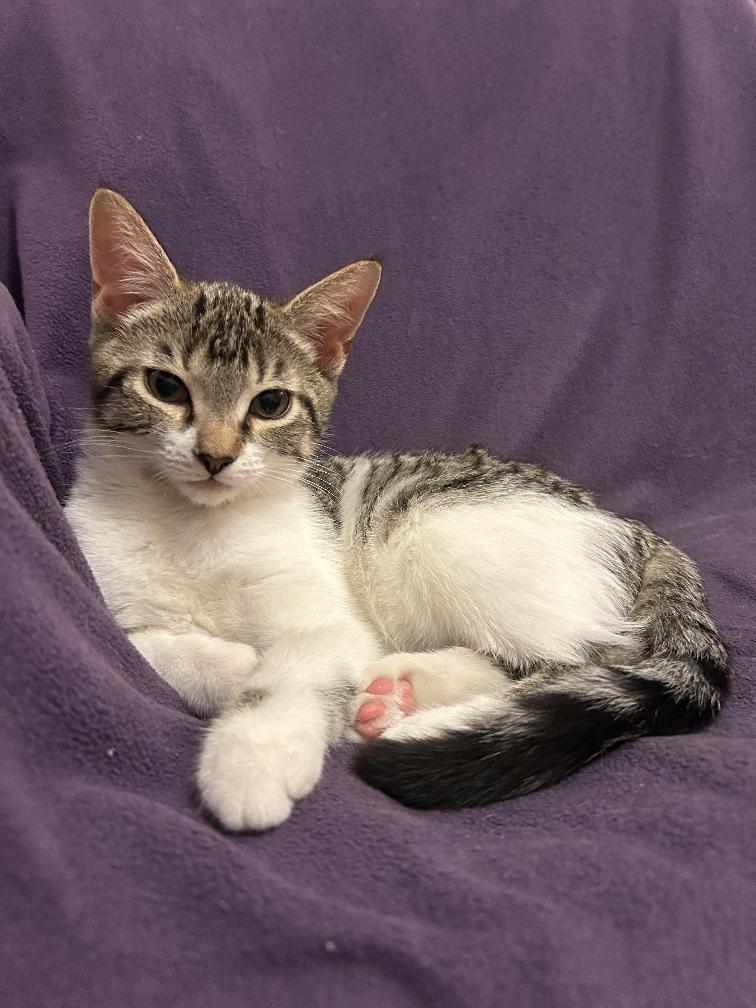 Sweetpea 13 wks, a Adoptable Tabby in London, ON image 3/3