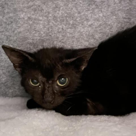 Enlarge Wendy, a Adoptable American Shorthair in Davie, FL image 1/3