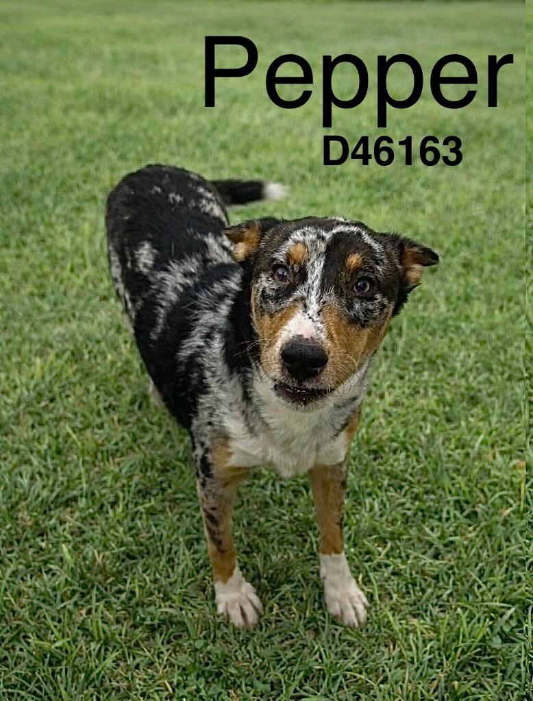 Enlarge Pepper, a Adoptable mixed breed in Clarksville, TN image 1/1