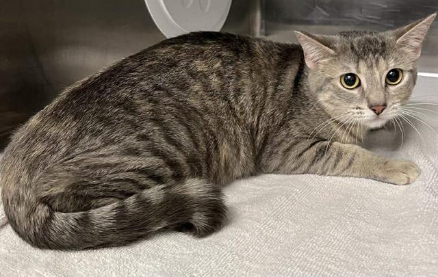 Enlarge BERRY, a Adoptable Domestic Short Hair in London, ON image 1/1