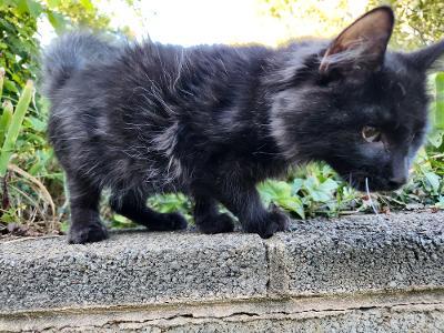Enlarge Cloud, a Adoptable mixed breed in Wilkesboro, NC image 1/3