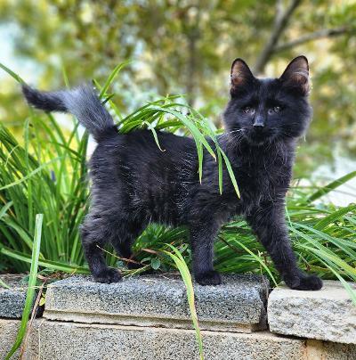Enlarge Cloud, a Adoptable mixed breed in Wilkesboro, NC image 2/3