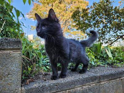 Enlarge Cloud, a Adoptable mixed breed in Wilkesboro, NC image 3/3