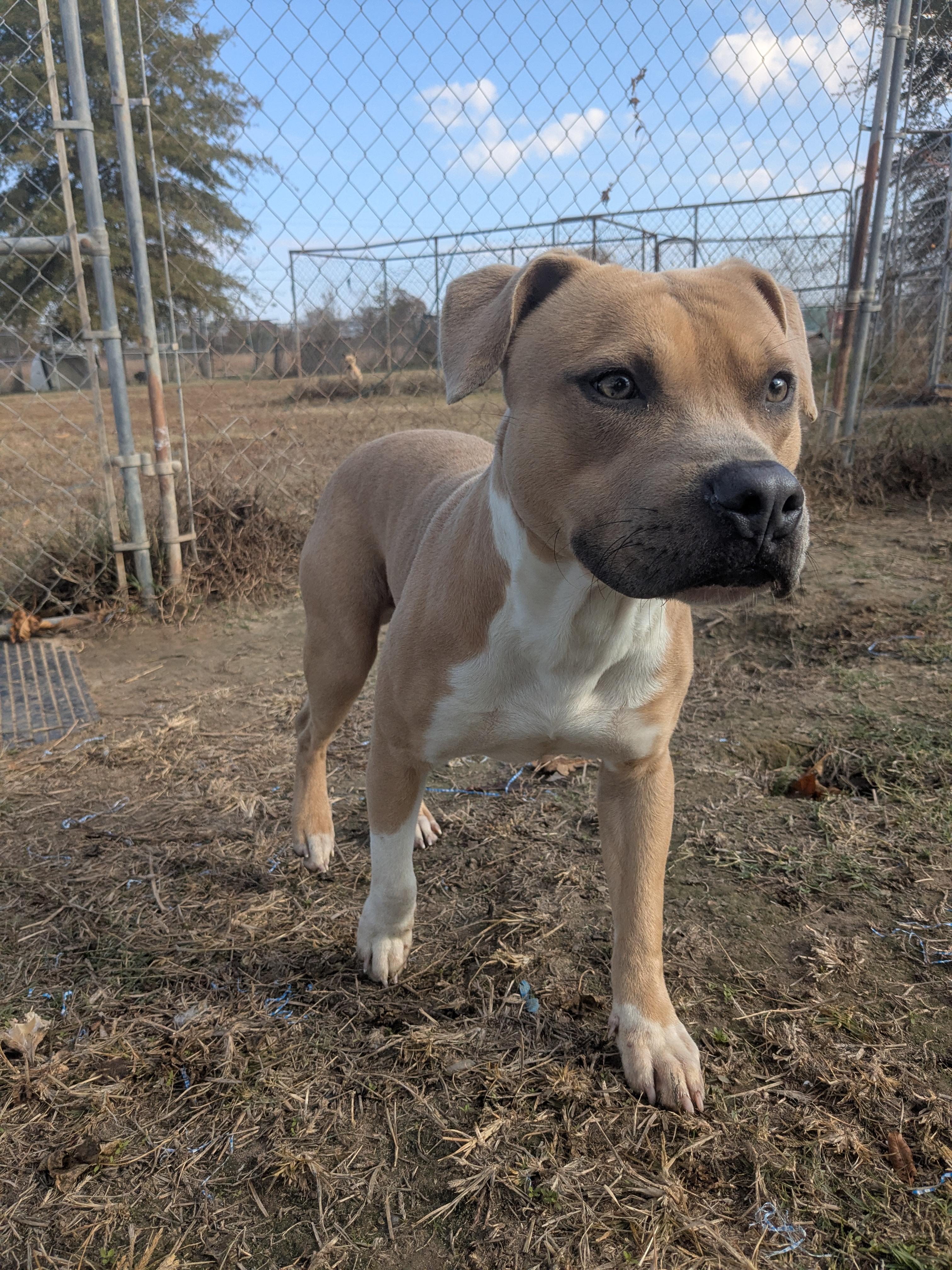 Enlarge Judd , a ADOPTABLE mixed breed in Newport, AR image 2/4