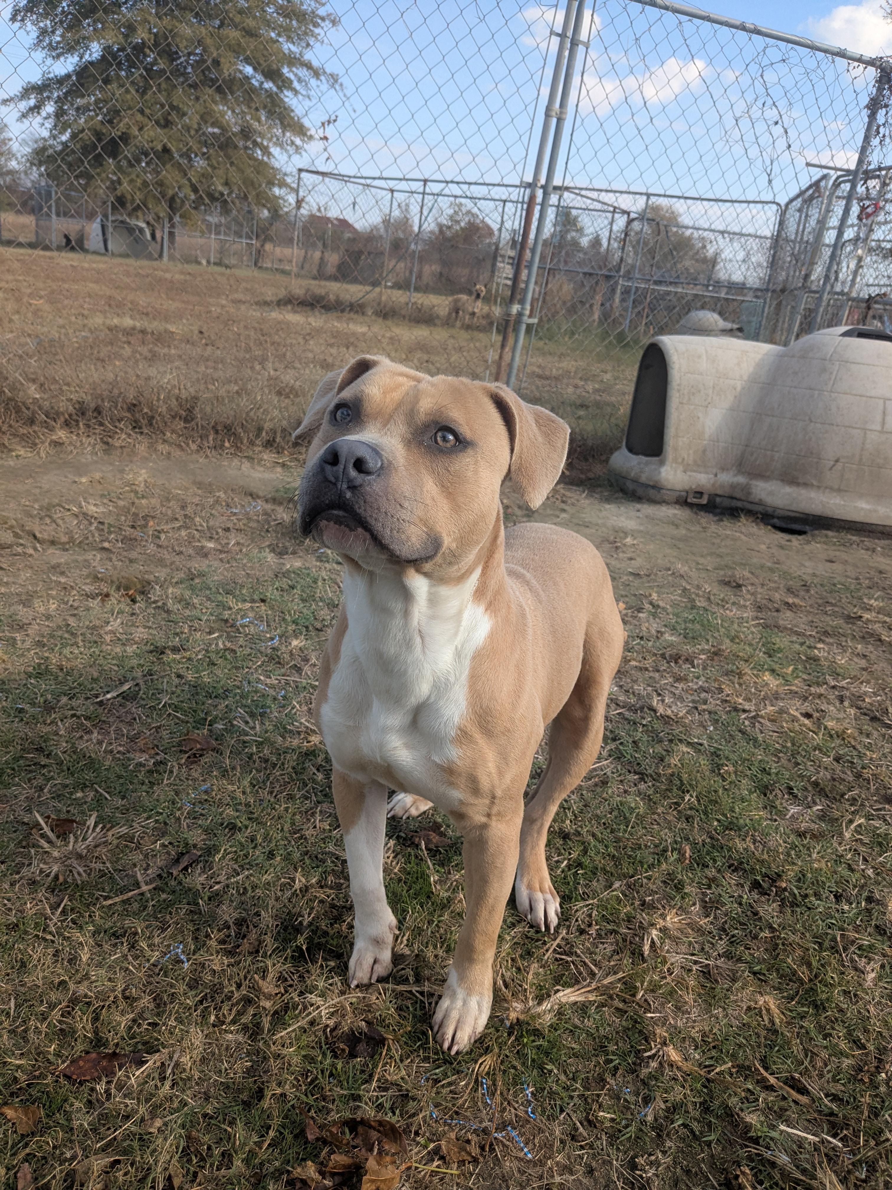 Enlarge Judd , a ADOPTABLE mixed breed in Newport, AR image 4/4