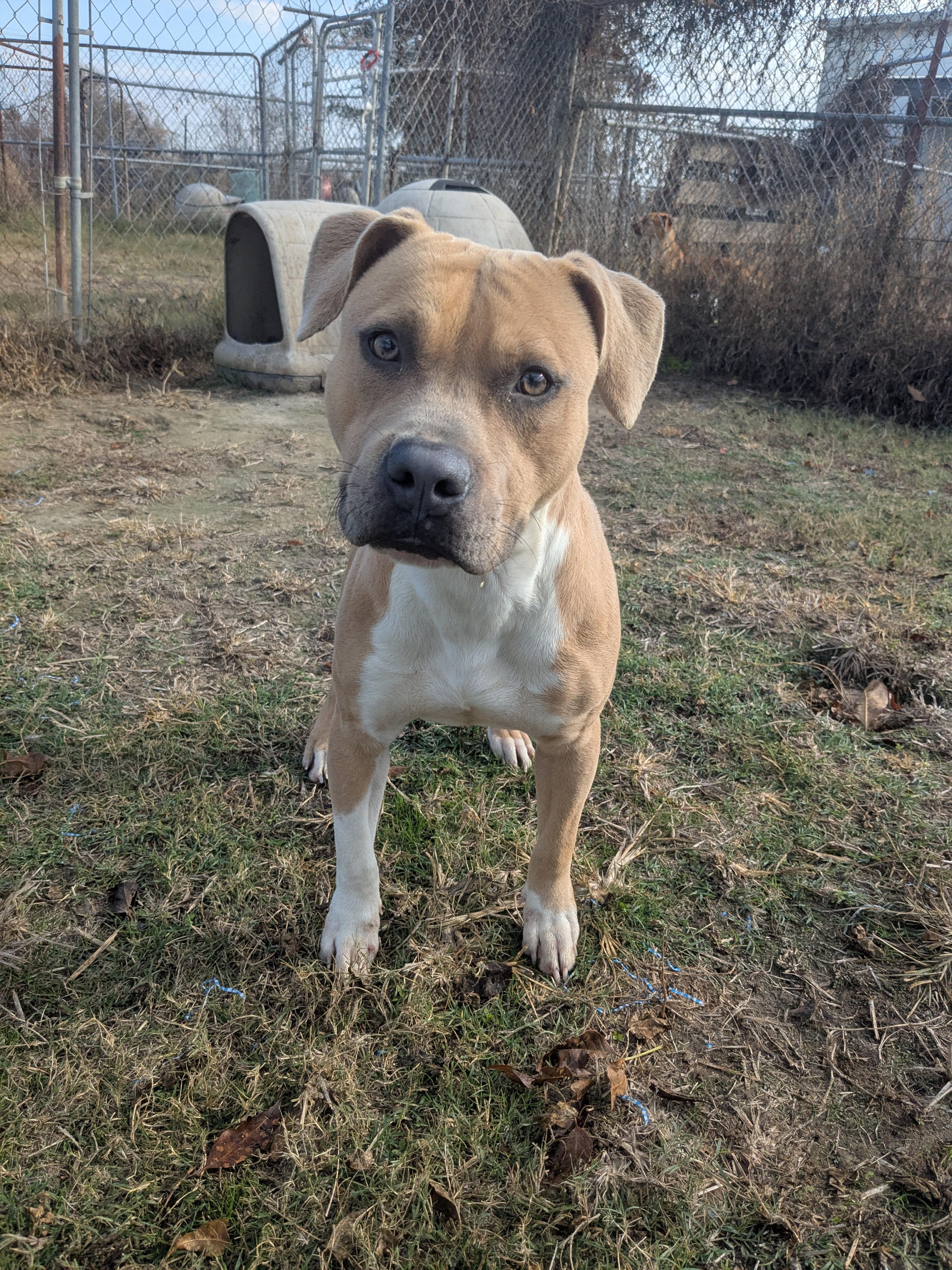 Enlarge Judd , a ADOPTABLE mixed breed in Newport, AR image 3/4