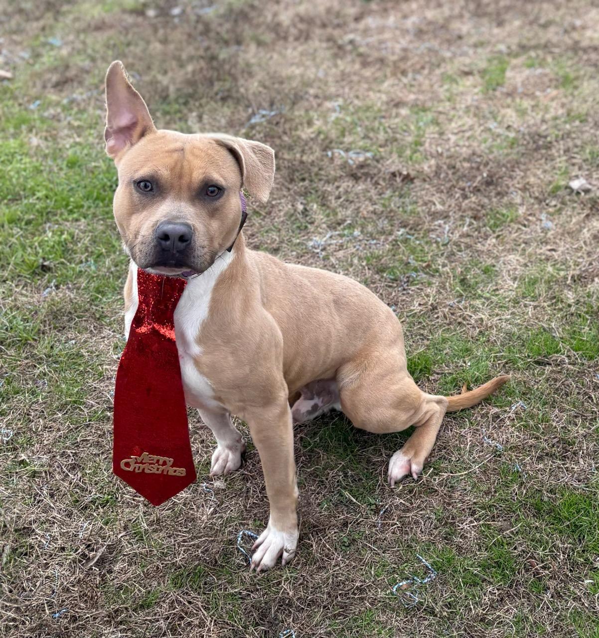 Enlarge Judd , a ADOPTABLE mixed breed in Newport, AR image 1/4