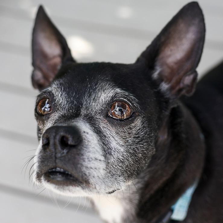 Boston, Adoptable, Adult Male Boston Terrier.