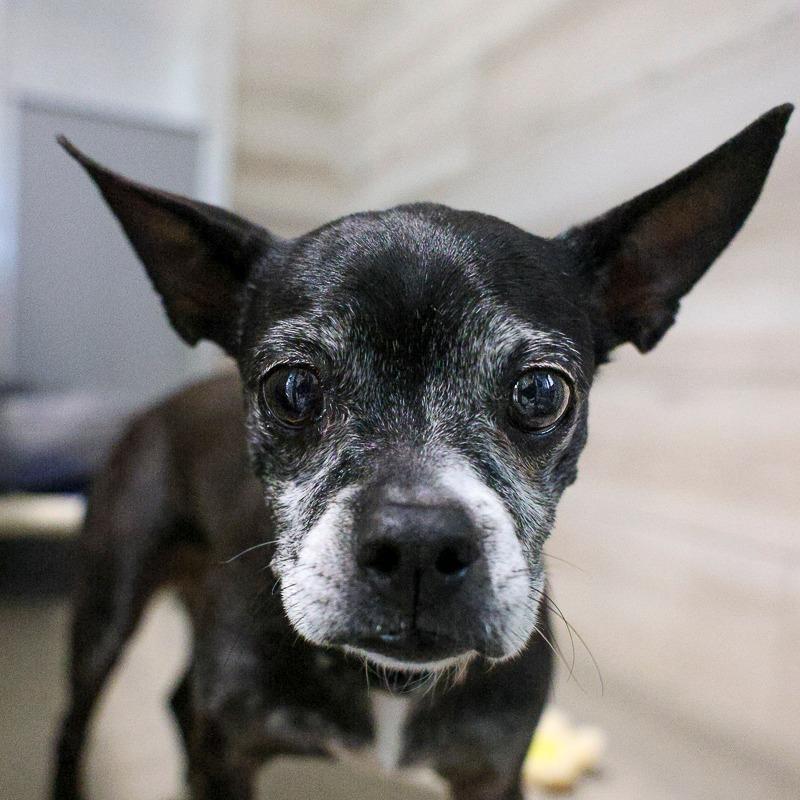 Boston, a Adoptable Boston Terrier in Bradenton, FL image 1/3