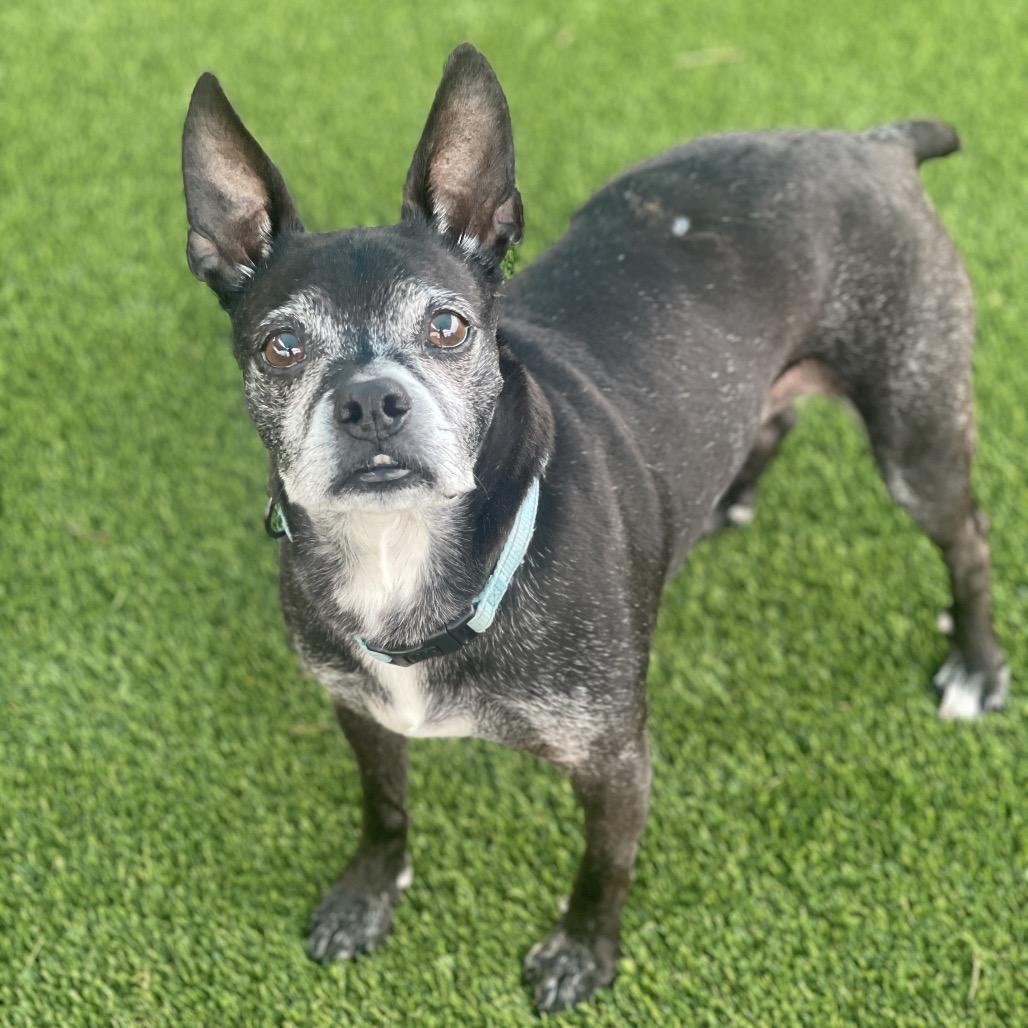 Boston, a Adoptable Boston Terrier in Bradenton, FL image 2/3