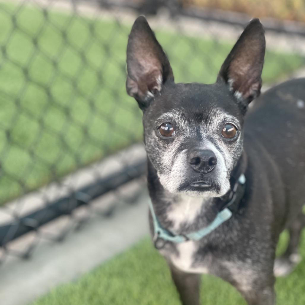 Boston, a Adoptable Boston Terrier in Bradenton, FL image 3/3
