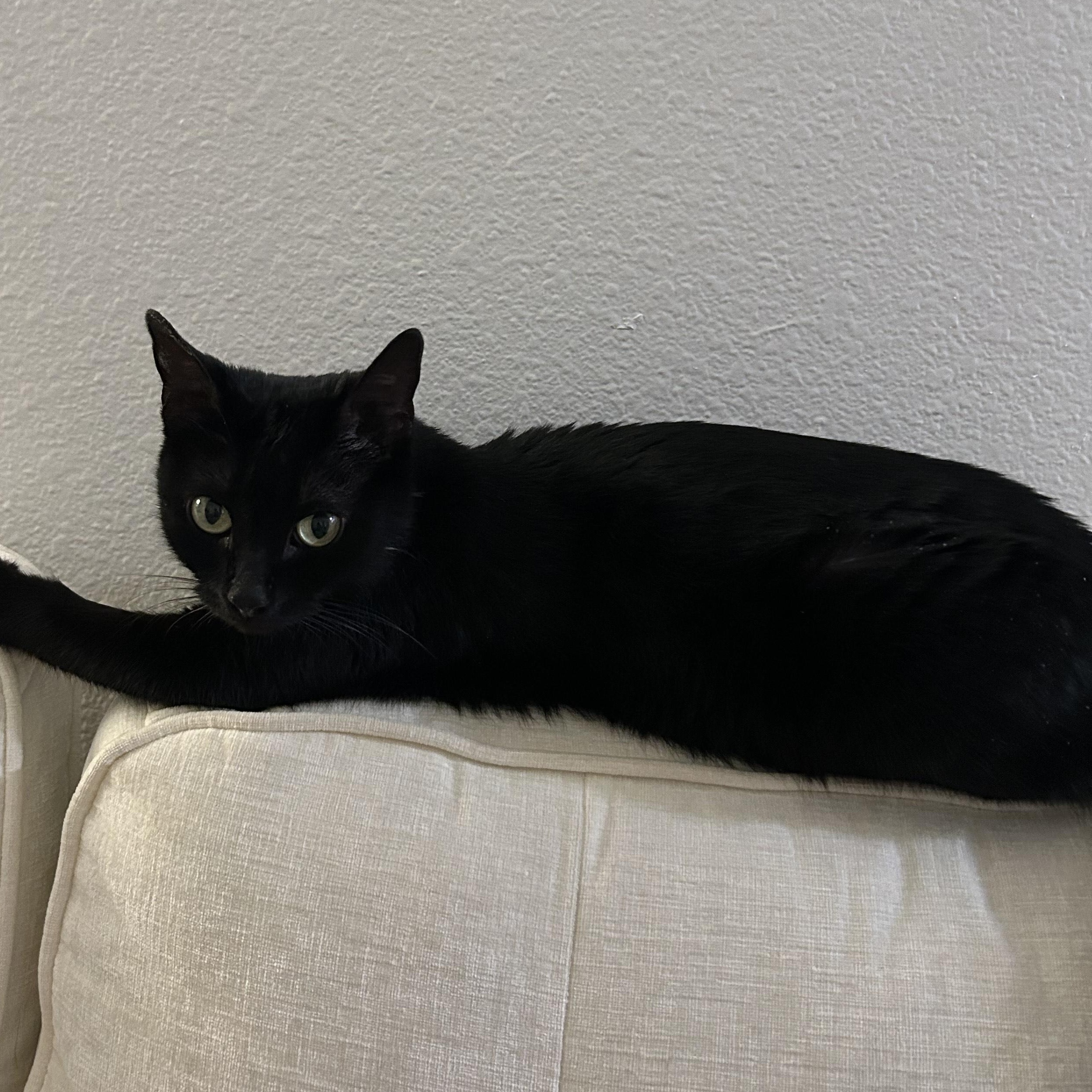 Enlarge Sabrina the Teenage Witch, a ADOPTABLE Domestic Short Hair in Renton , WA image 5/5