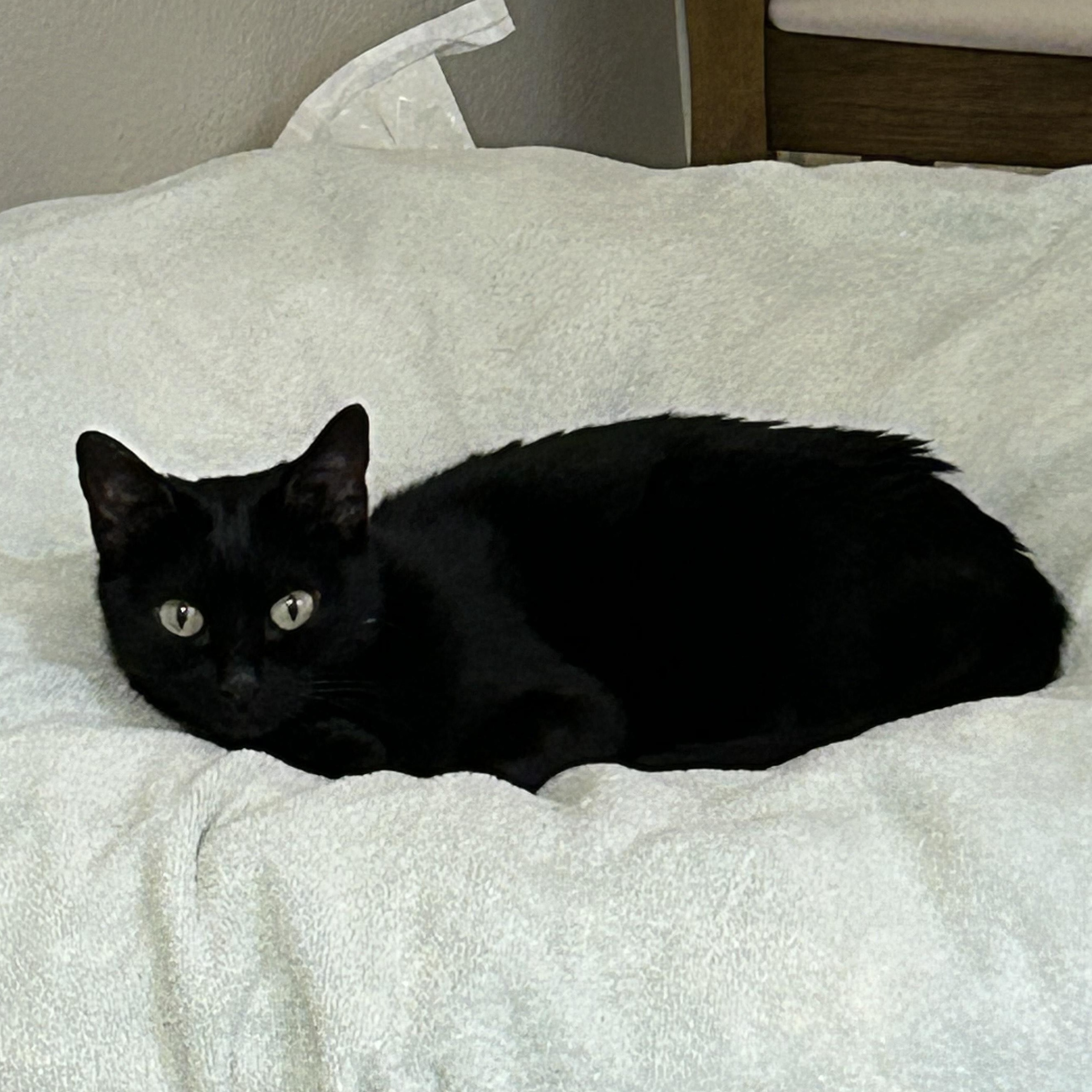 Sabrina the Teenage Witch, ADOPTABLE, Young Female Domestic Short Hair.