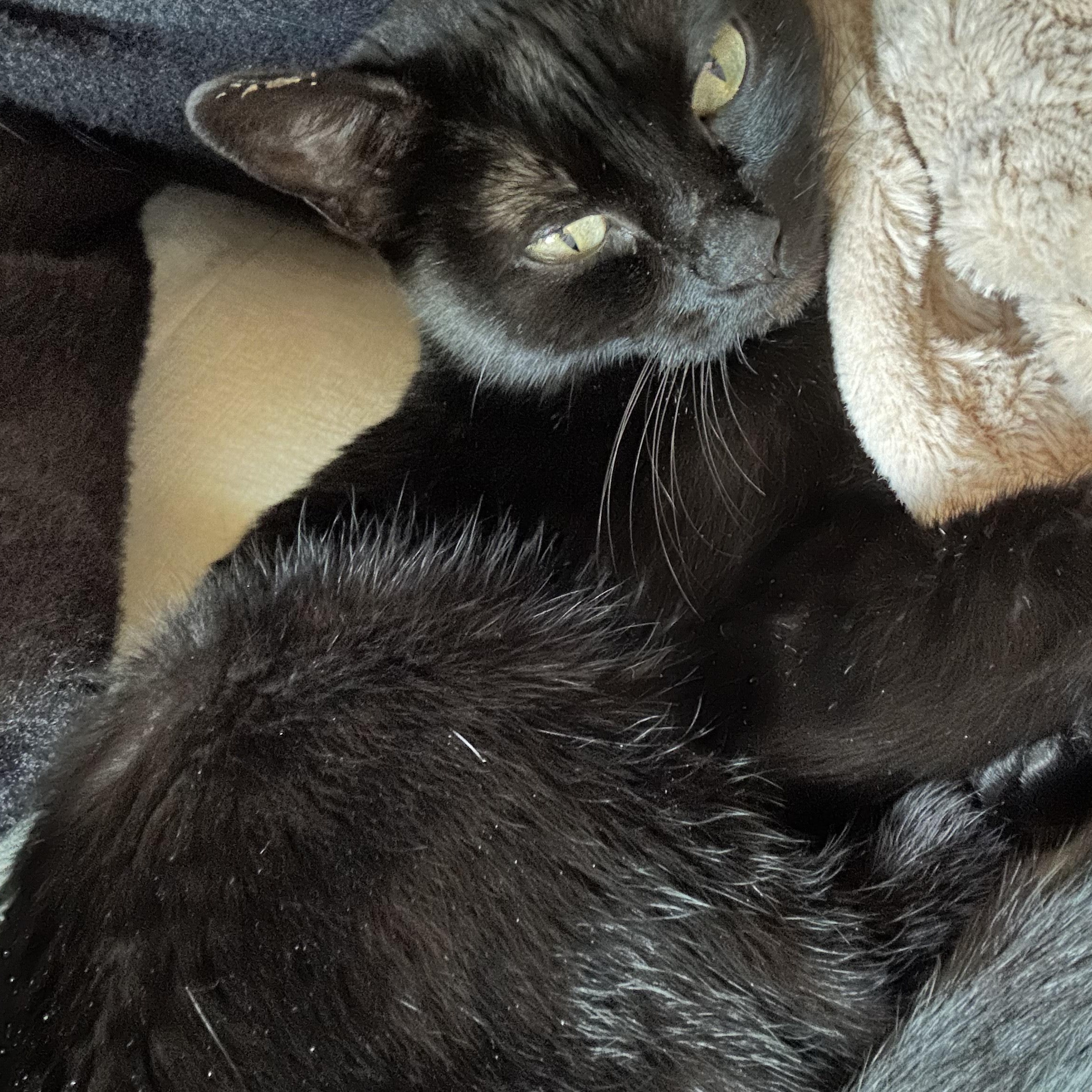 Enlarge Sabrina the Teenage Witch, a ADOPTABLE Domestic Short Hair in Renton , WA image 3/5