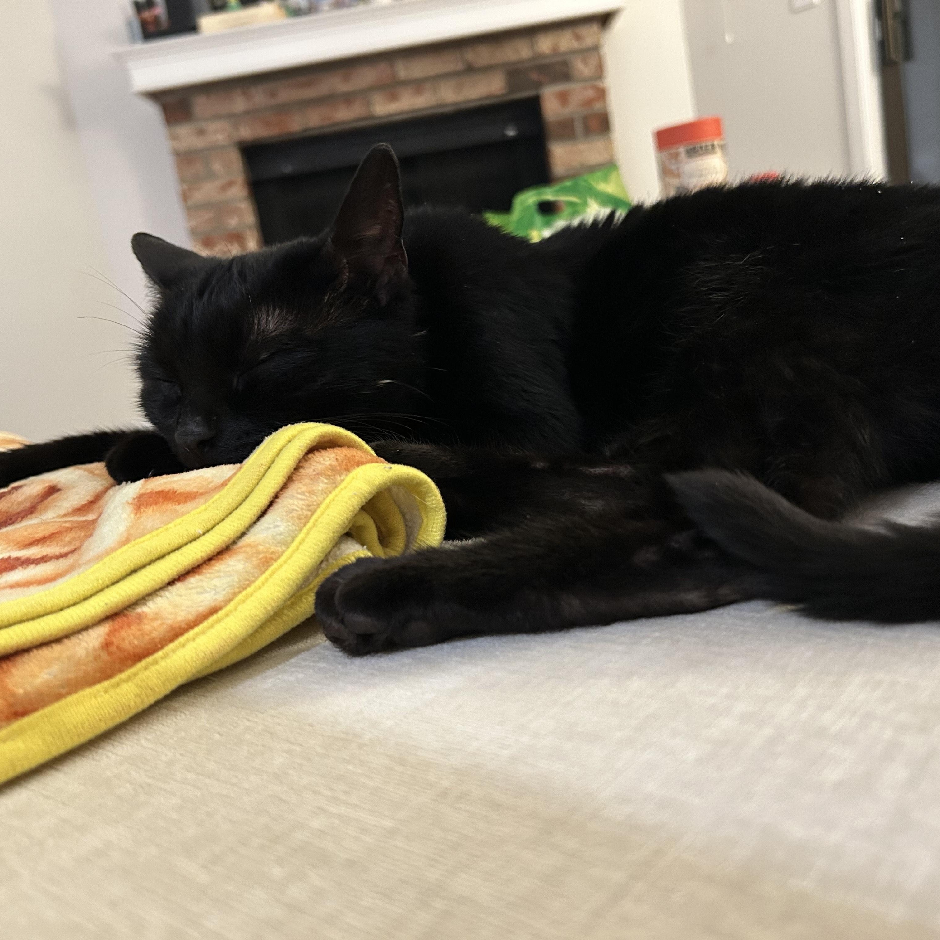 Enlarge Sabrina the Teenage Witch, a ADOPTABLE Domestic Short Hair in Renton , WA image 2/5