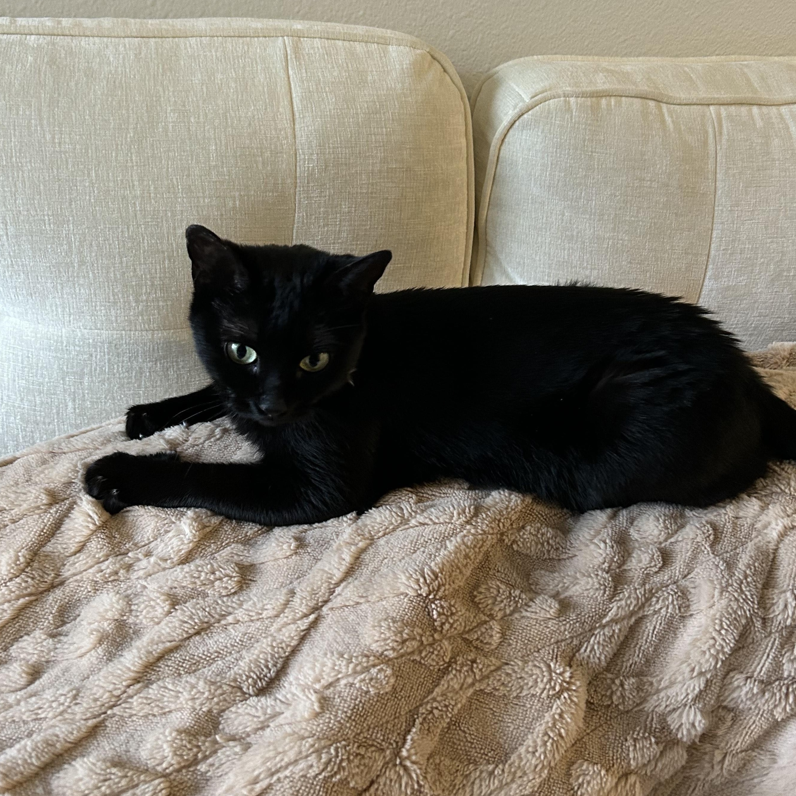 Enlarge Sabrina the Teenage Witch, a ADOPTABLE Domestic Short Hair in Renton , WA image 4/5