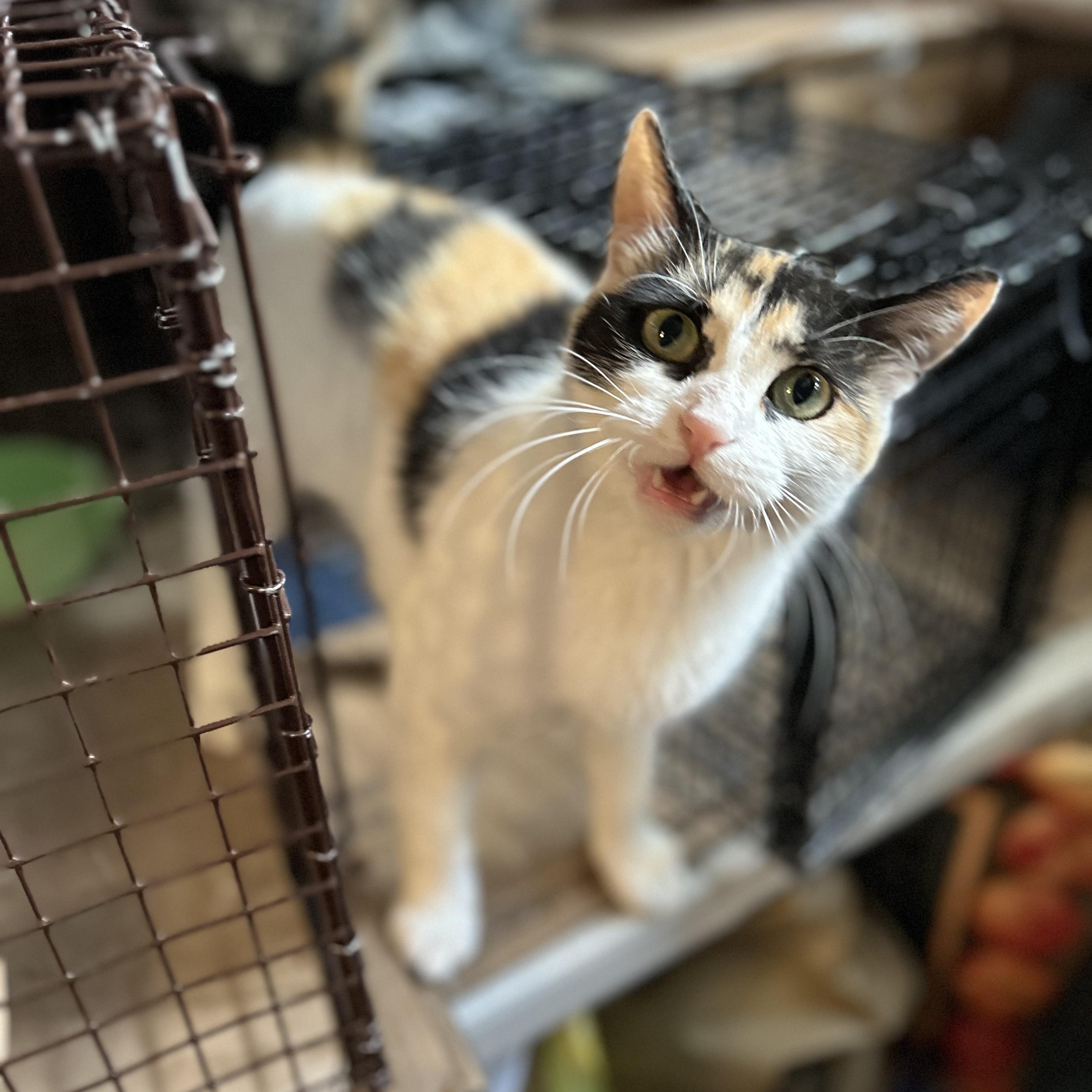 Athena, Adoptable, Young Female Domestic Short Hair & Calico.