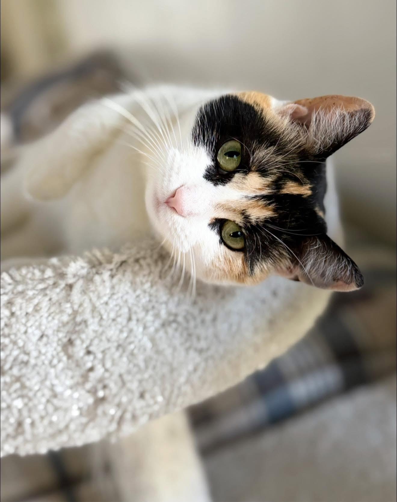 Athena, Adoptable, Adult Female Domestic Short Hair & Calico.