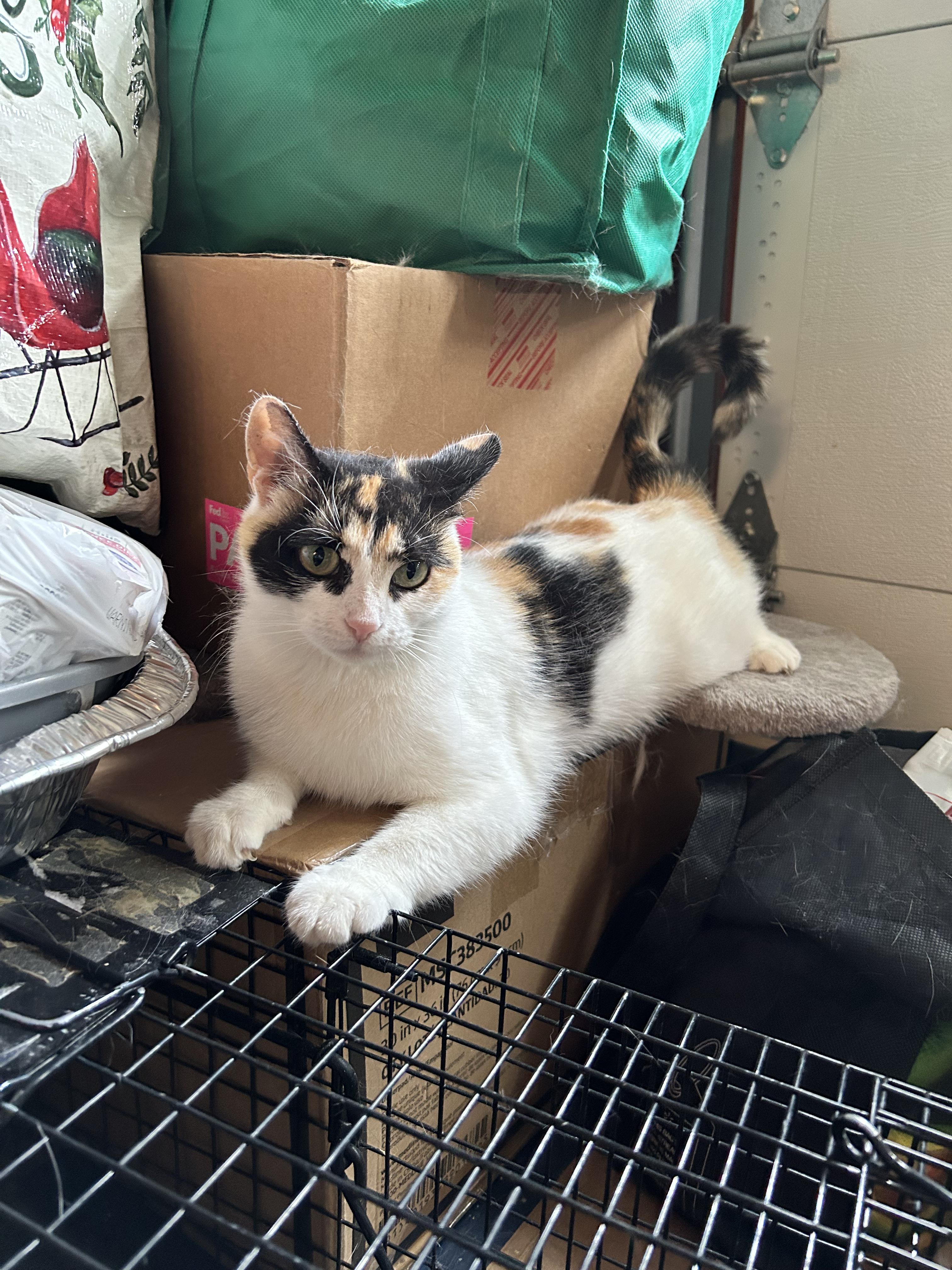 Enlarge Athena, a Adoptable mixed breed in Newark, NJ image 4/5