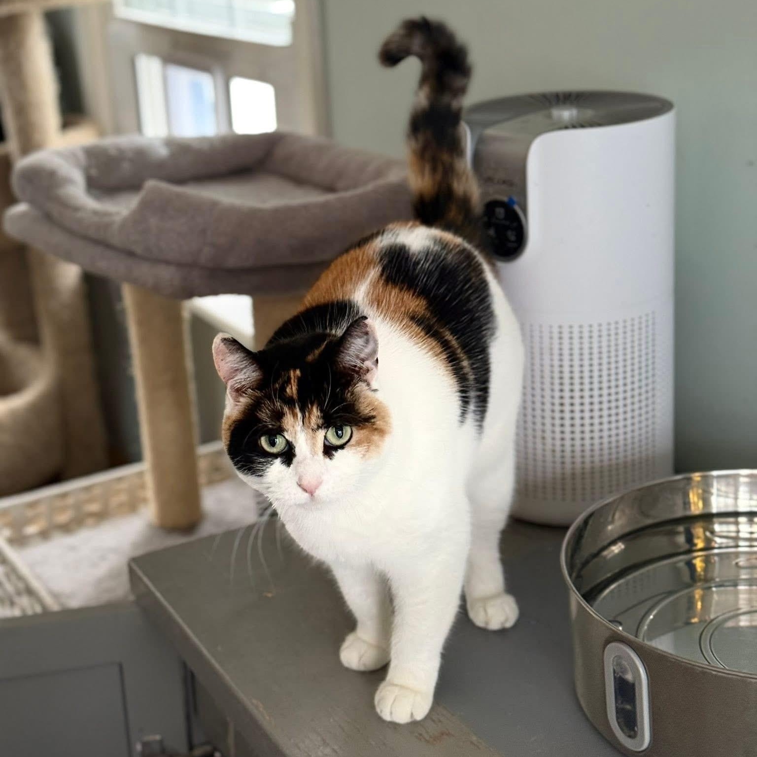 Enlarge Athena, a Adoptable mixed breed in Newark, NJ image 1/5