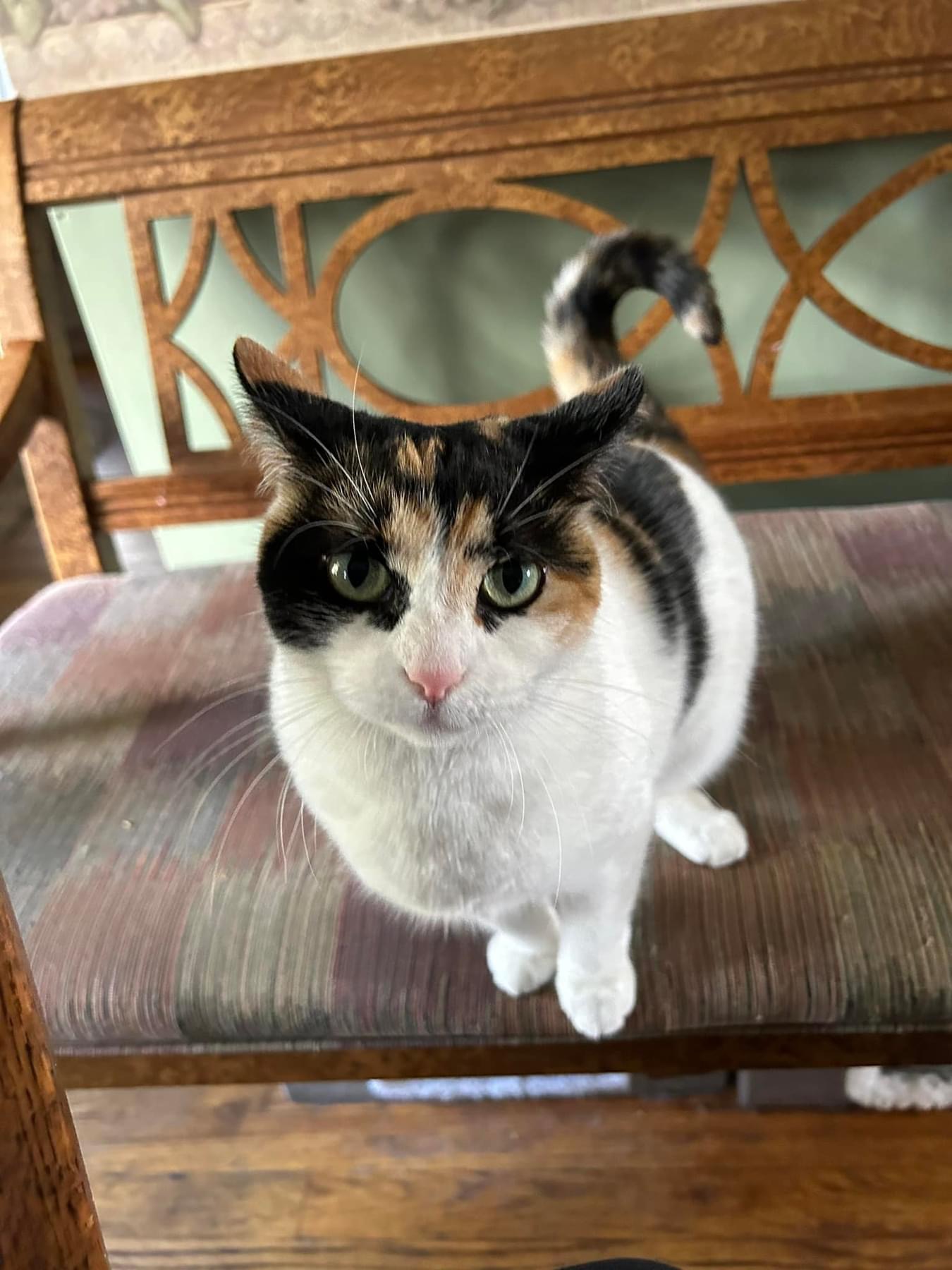 Enlarge Athena, a Adoptable mixed breed in Newark, NJ image 5/5