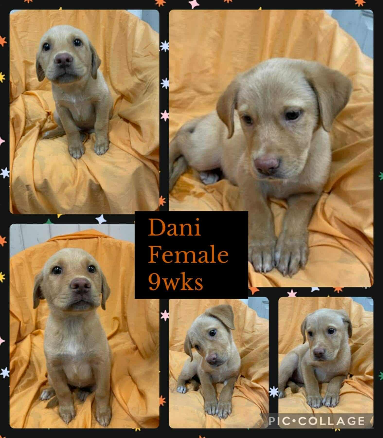 Dani