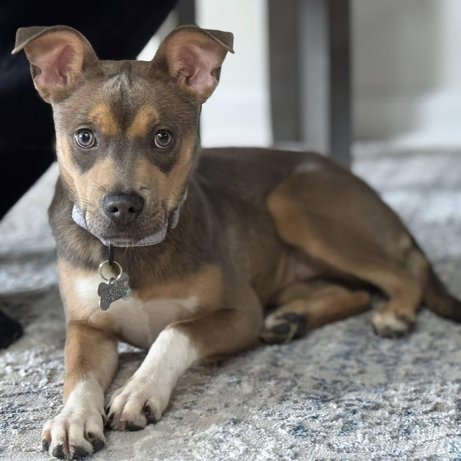 Stormy, a ADOPTABLE mixed breed in Albany, NY image 5/6