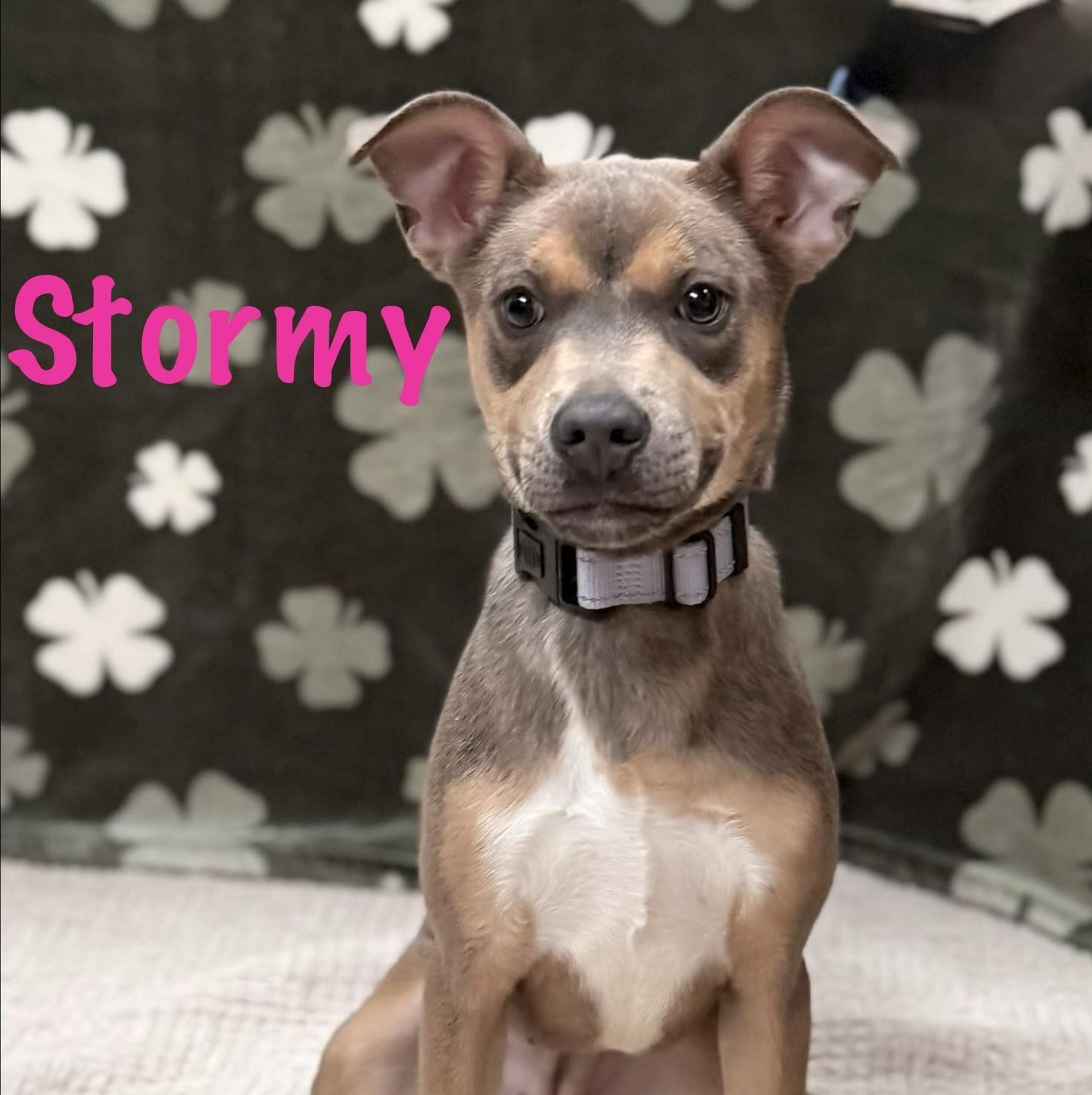 Stormy, a ADOPTABLE mixed breed in Albany, NY image 6/6
