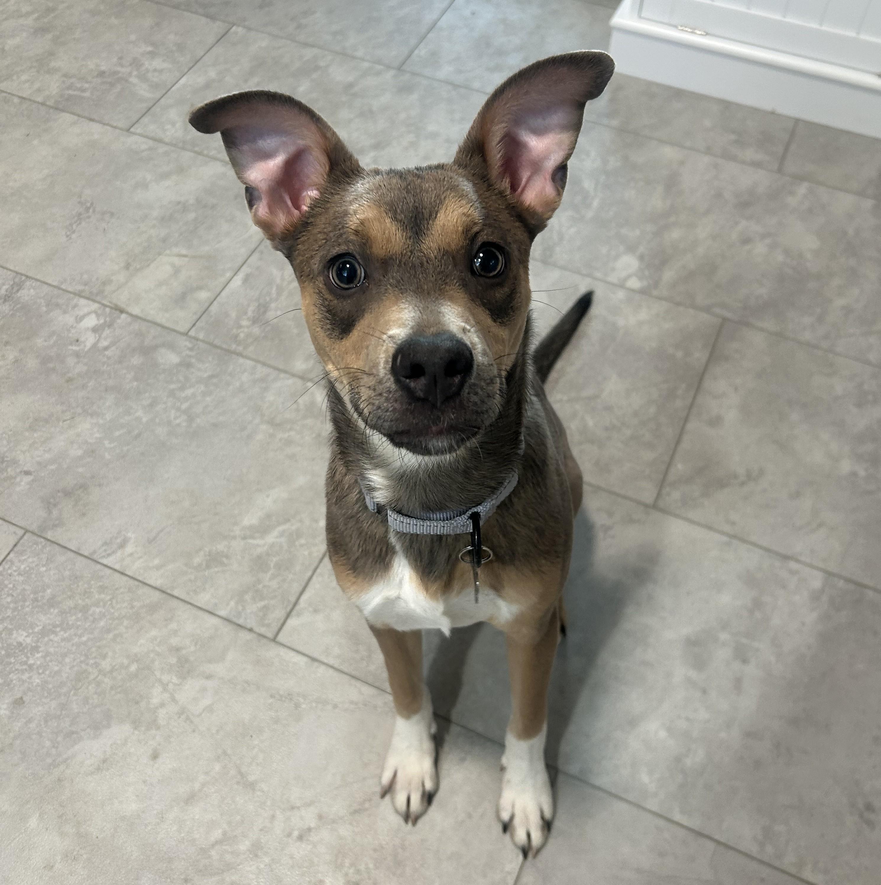 Stormy, a ADOPTABLE mixed breed in Albany, NY image 3/6