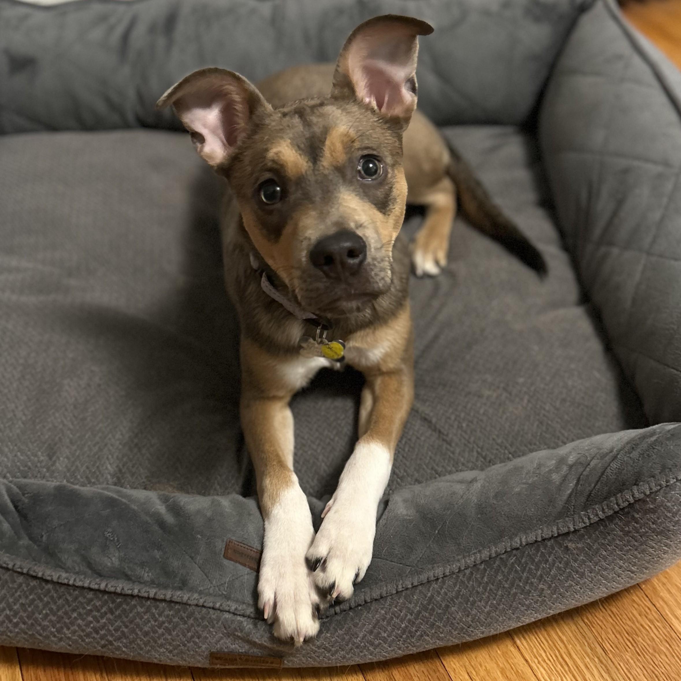 Stormy, a ADOPTABLE mixed breed in Albany, NY image 1/6