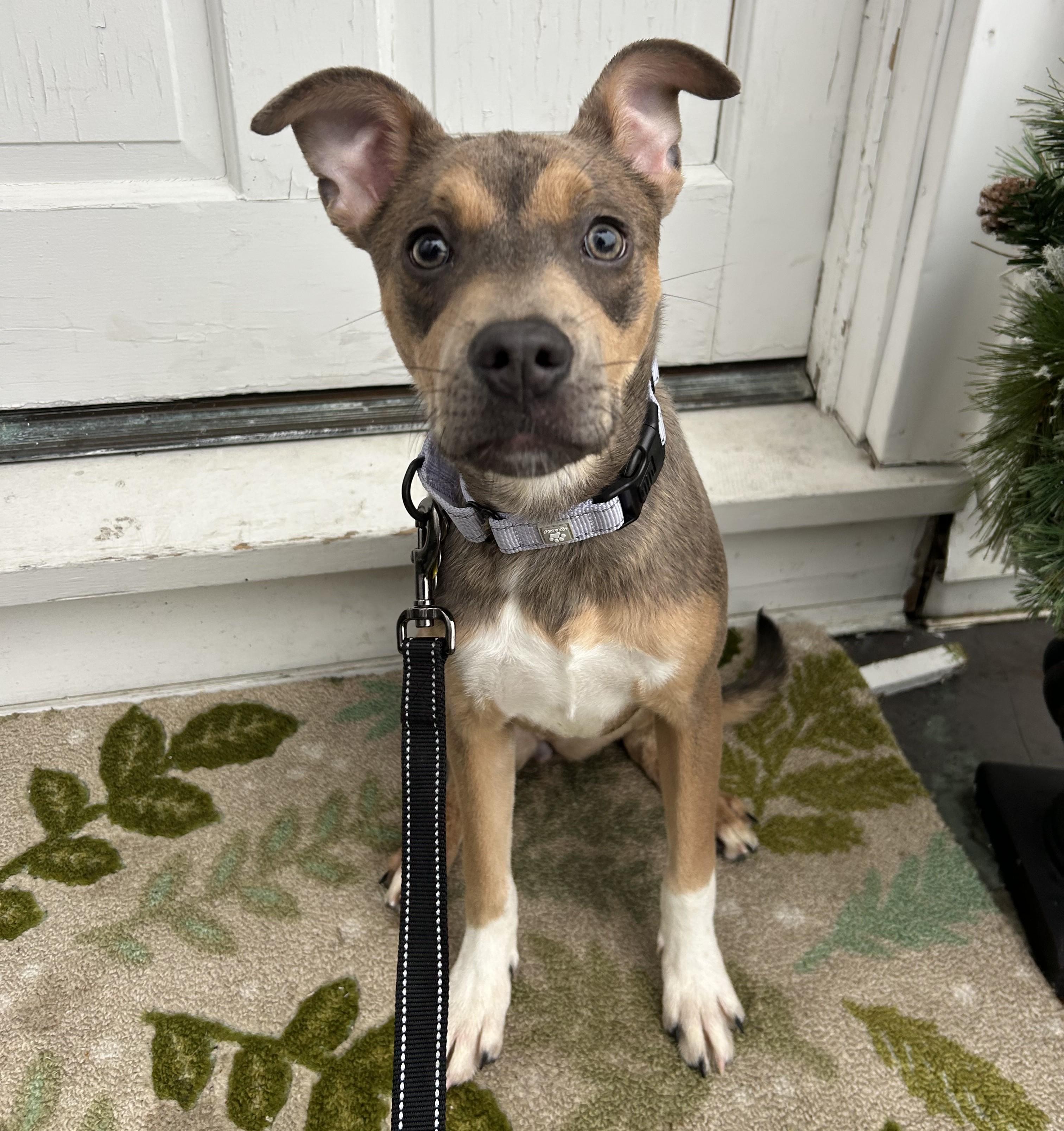 Stormy, a ADOPTABLE mixed breed in Albany, NY image 2/6