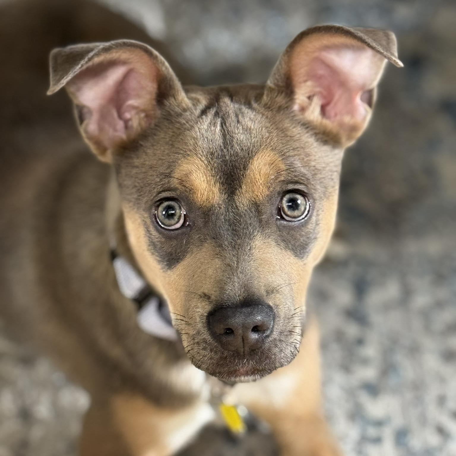 Stormy, a ADOPTABLE mixed breed in Albany, NY image 4/6