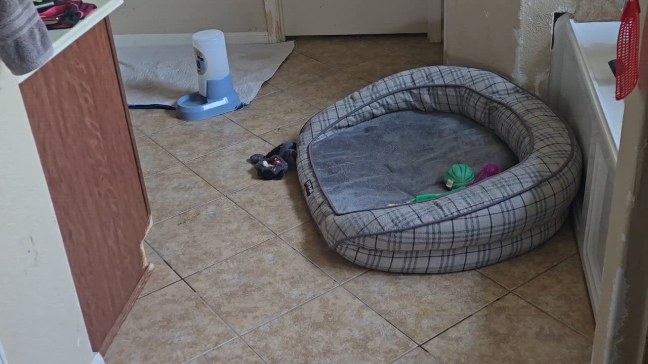 Enlarge Jackson & Jordan, a Adoptable mixed breed in Newtown, CT video 6/6