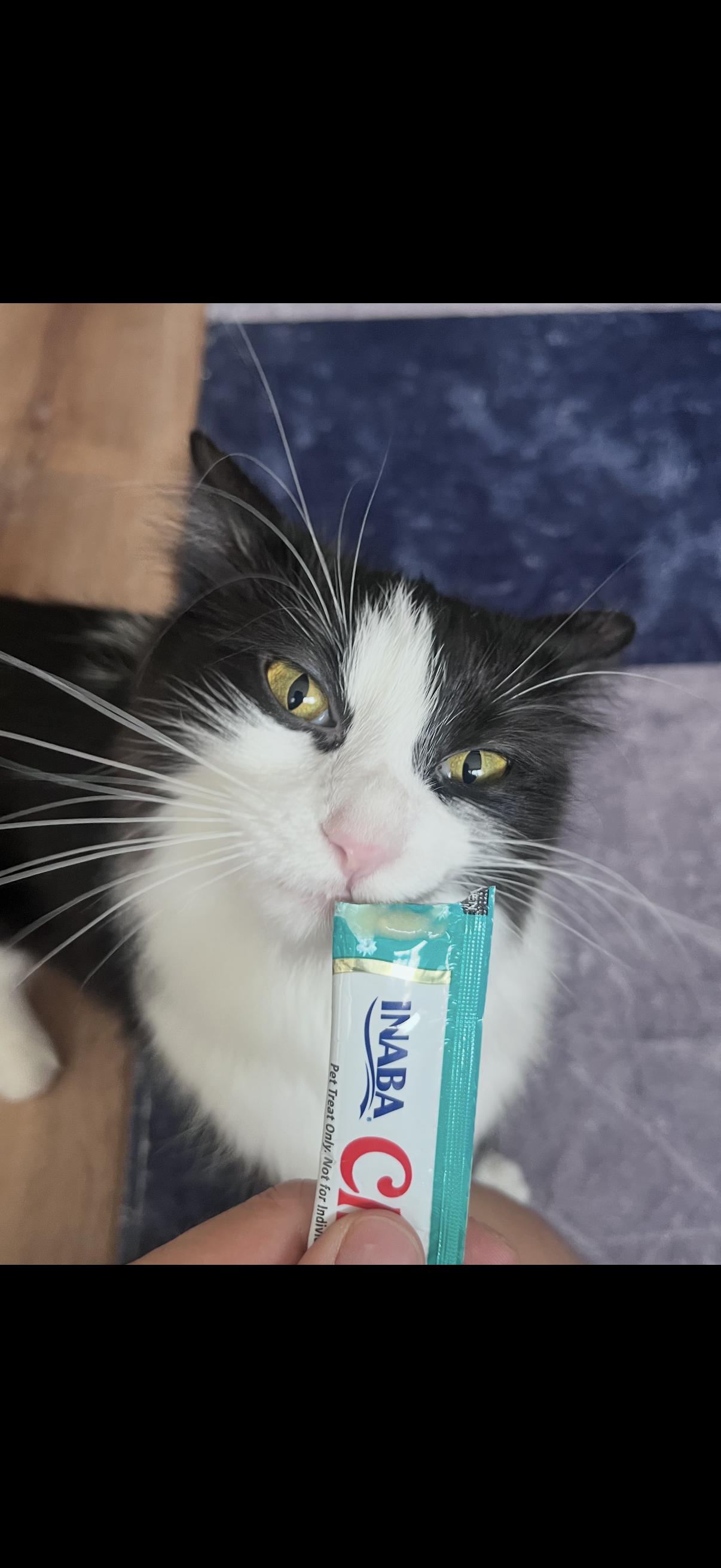 Enlarge Pluto, a Adoptable Domestic Long Hair in Amboy, IL image 4/5