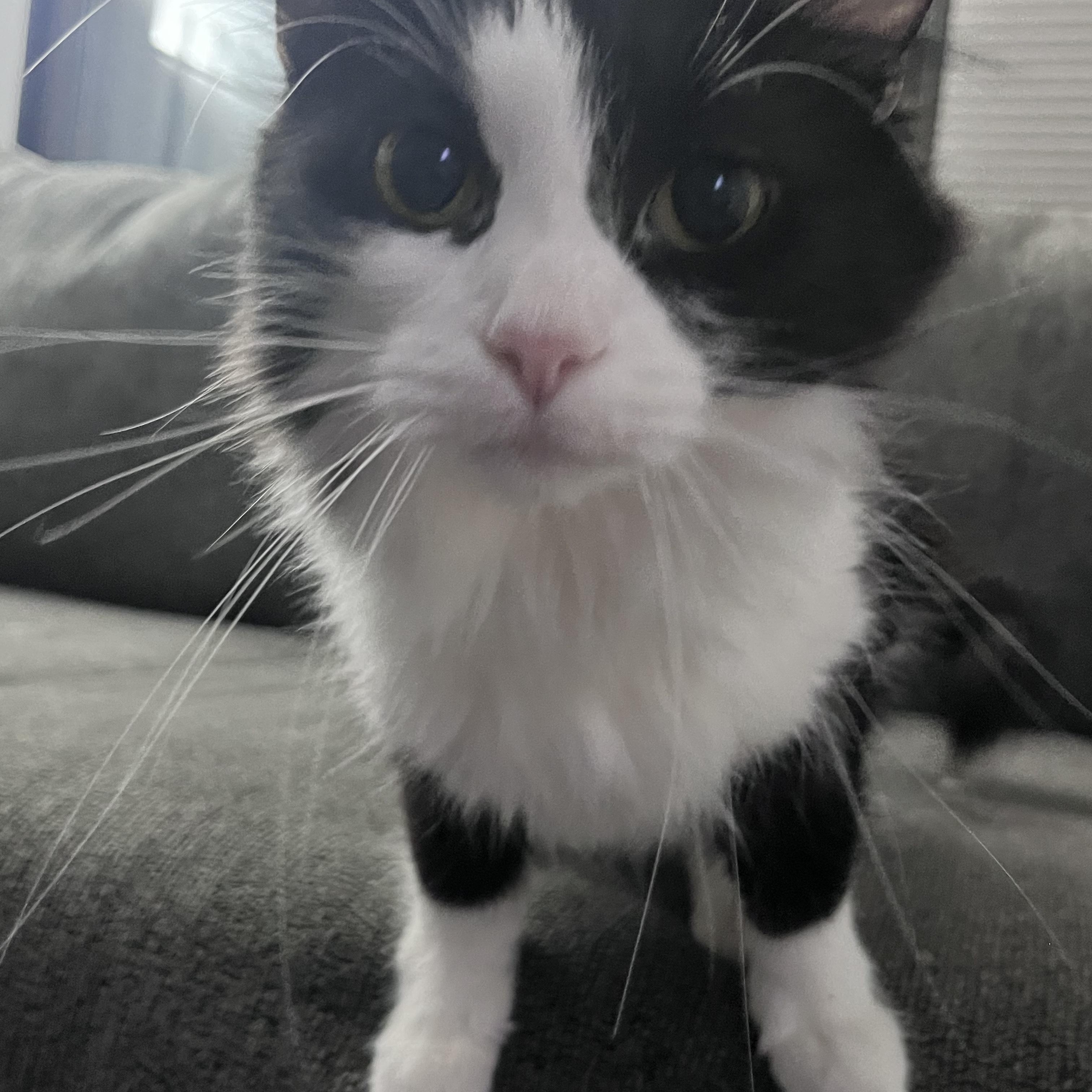 Enlarge Pluto, a Adoptable Domestic Long Hair in Amboy, IL image 5/5