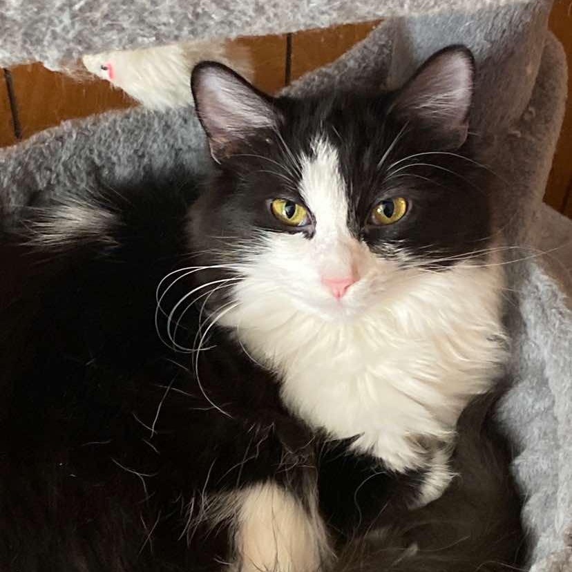 Pluto, Adoptable, Young Female Domestic Long Hair.