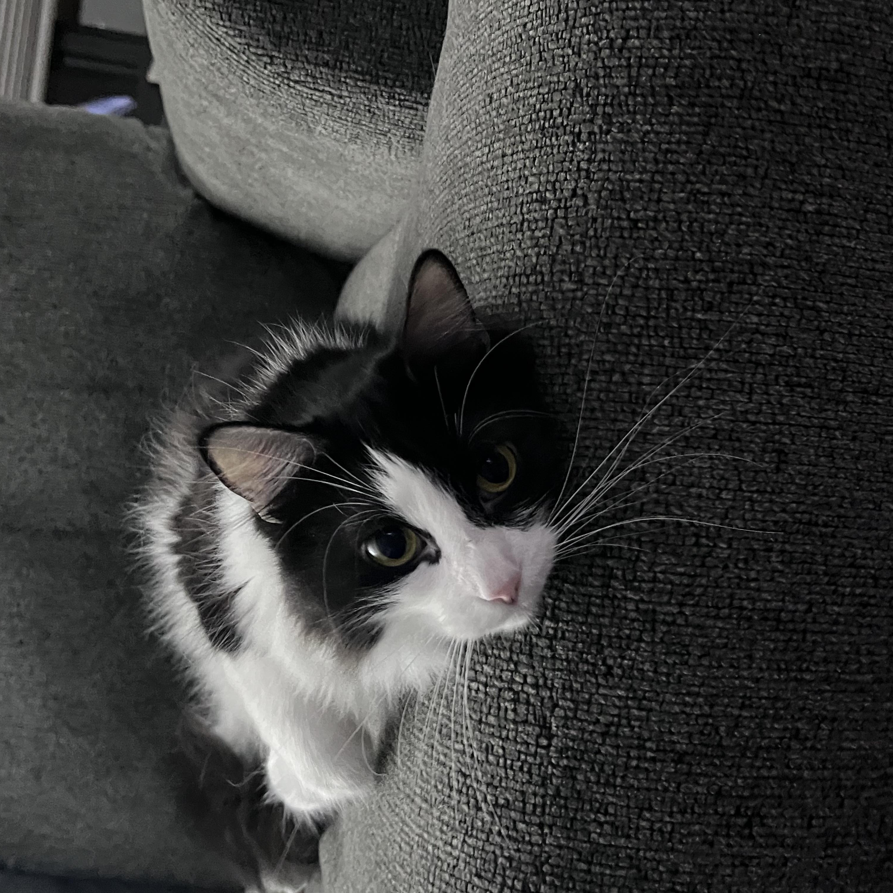 Enlarge Pluto, a Adoptable Domestic Long Hair in Amboy, IL image 2/5