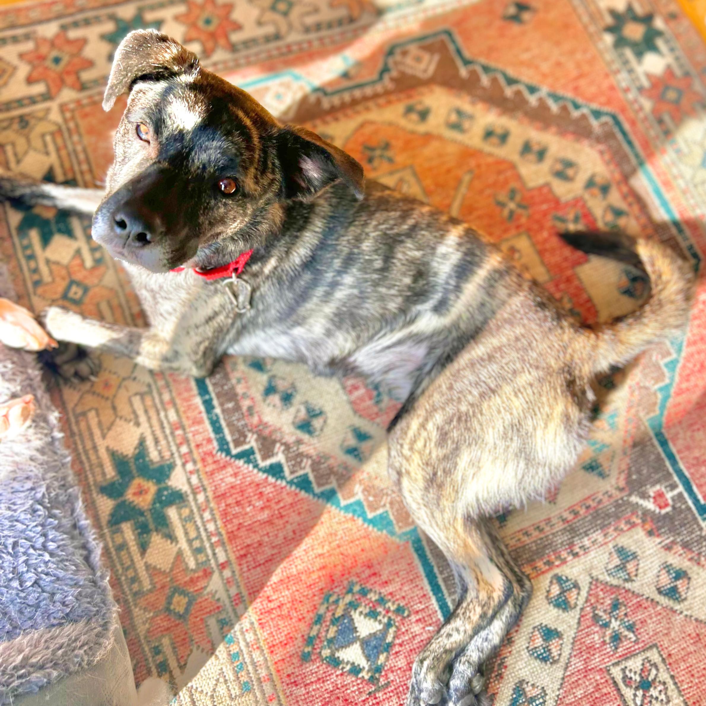 Enlarge Firestarter, a Adoptable mixed breed in New Canaan, CT image 3/6