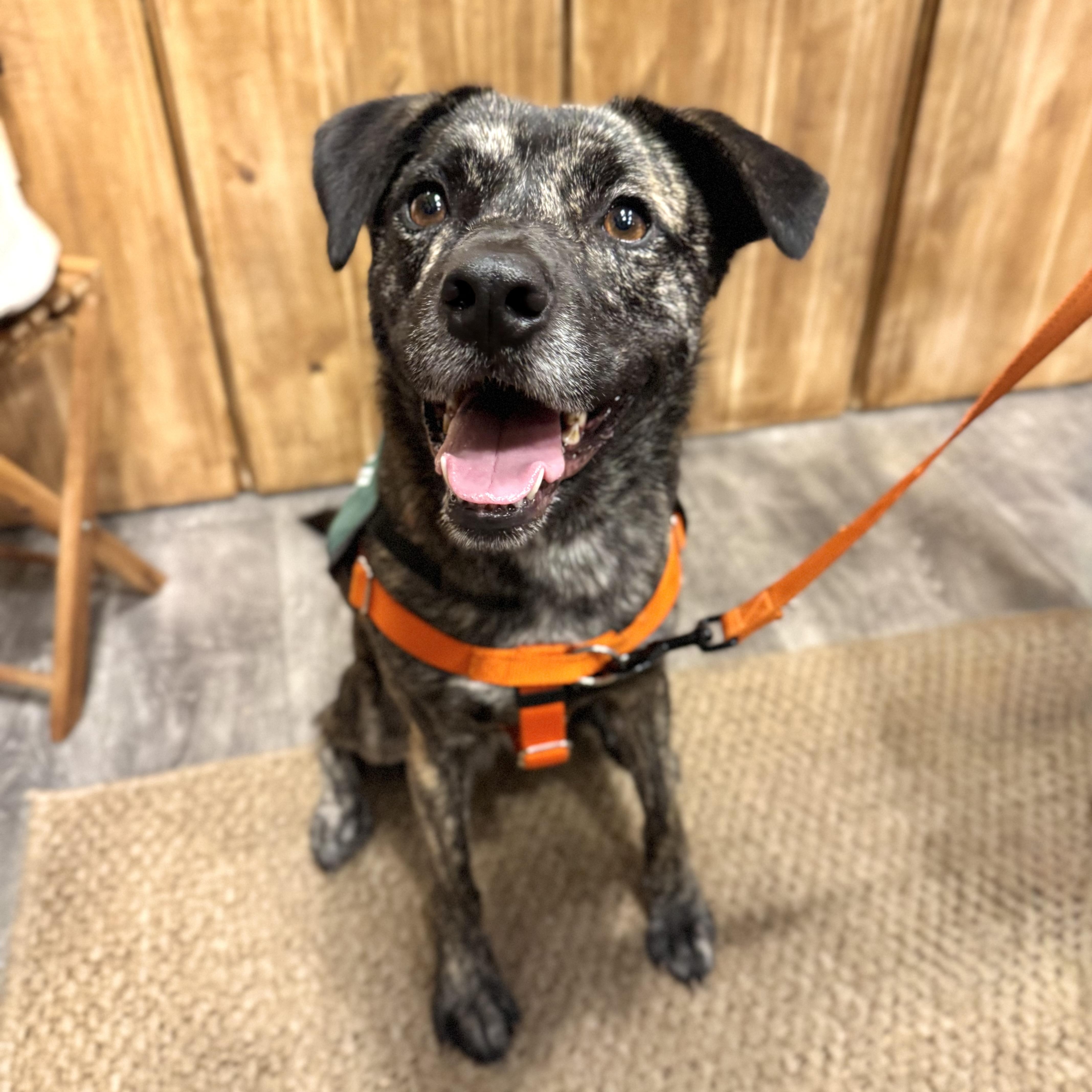 Enlarge Firestarter, a Adoptable mixed breed in New Canaan, CT image 4/6