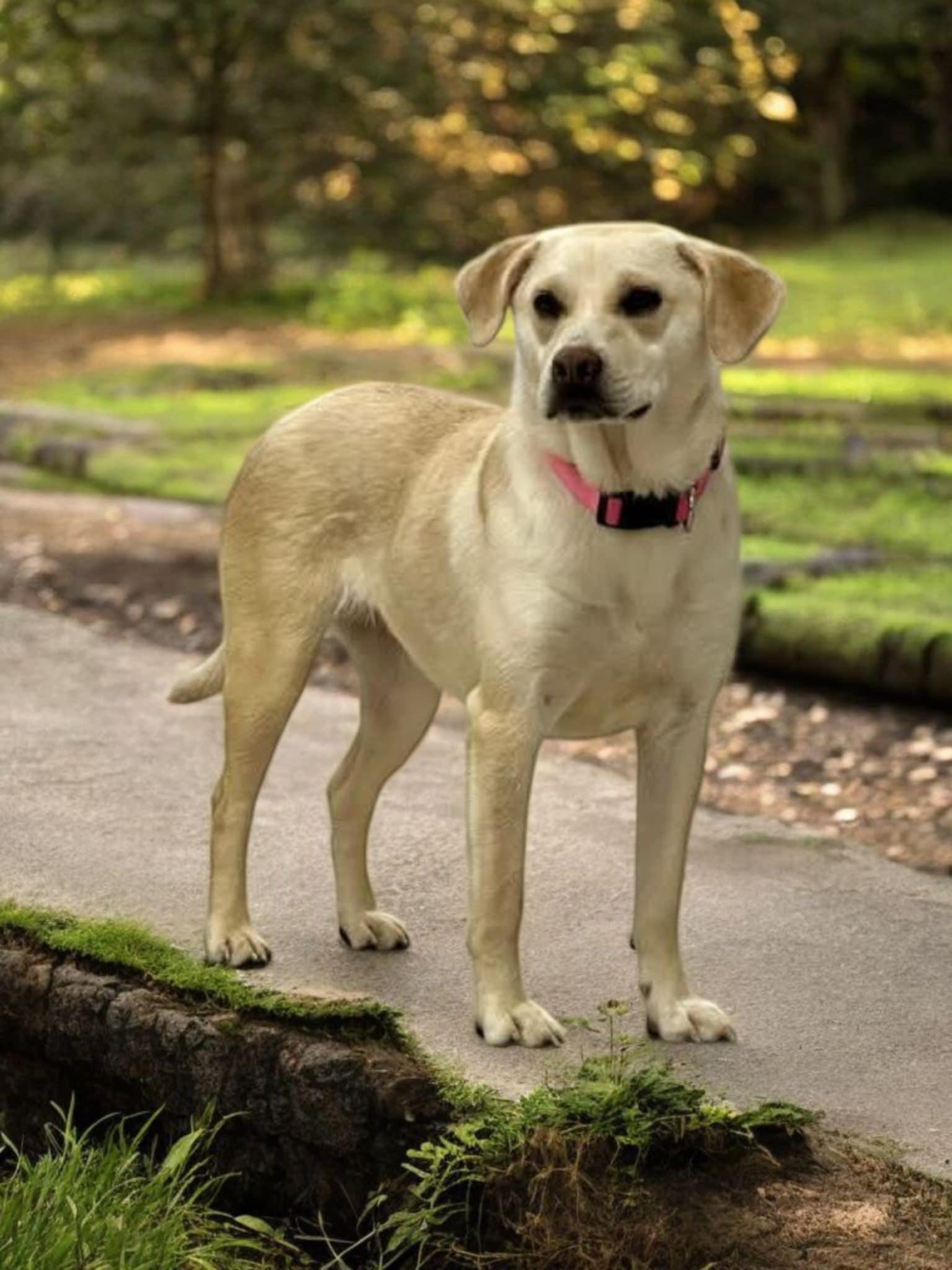 Enlarge Wish, a ADOPTABLE mixed breed in Lexington, KY image 1/2