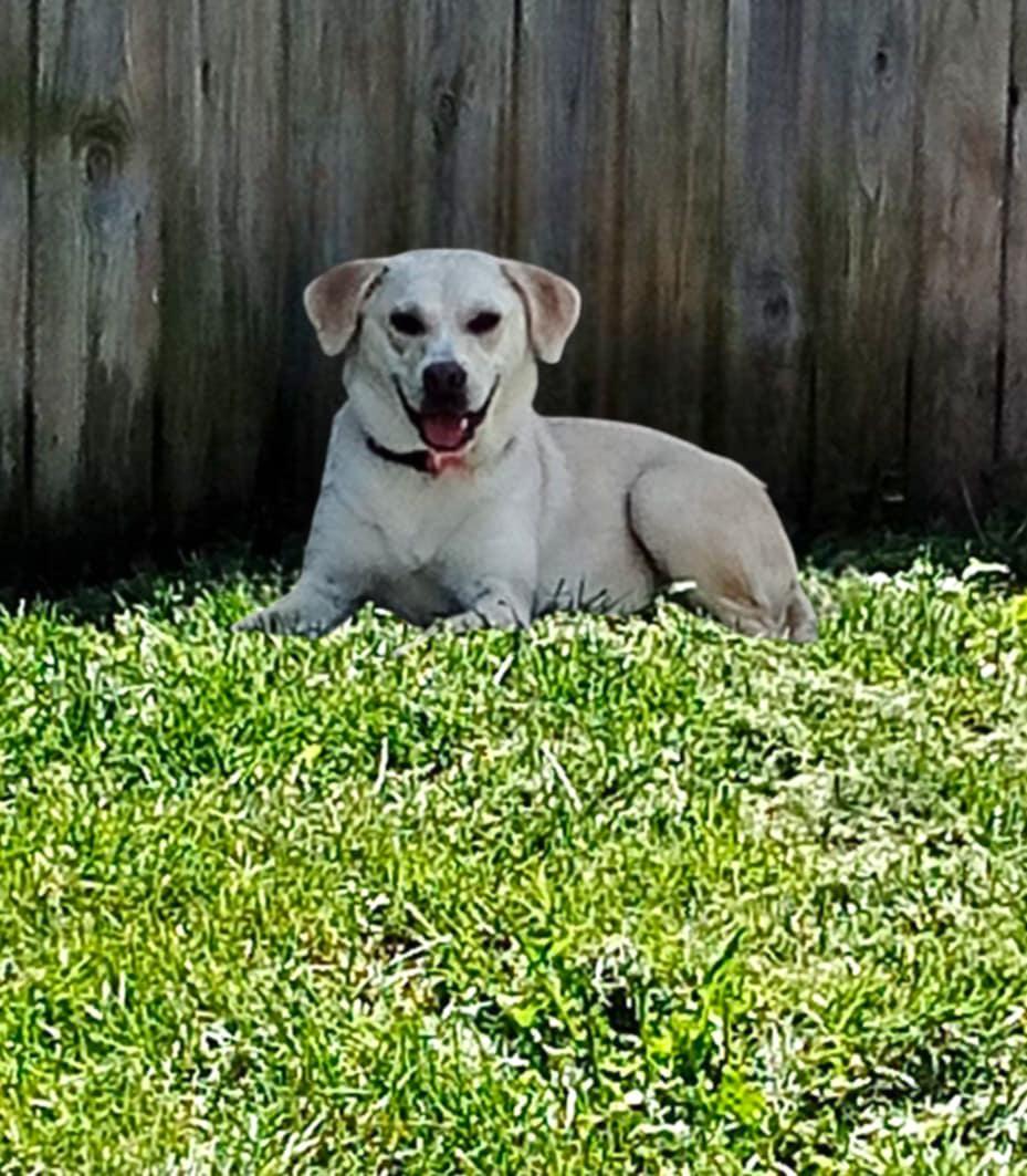 Enlarge Wish, a ADOPTABLE mixed breed in Lexington, KY image 2/2