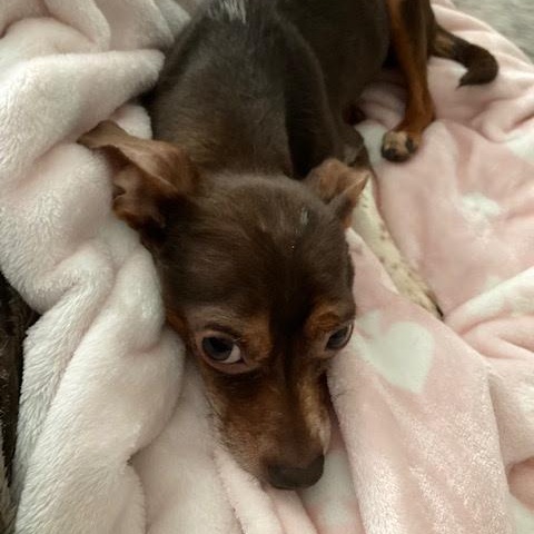Toby, Senior Male unknown