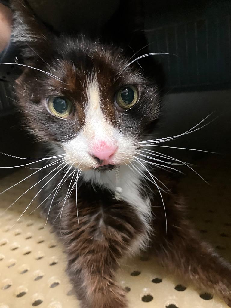 Old Man, Adopted, Senior Male Domestic Short Hair.