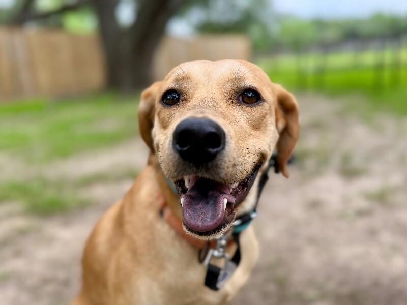 Dog for adoption - Sadie sweet and simple+1, a Labrador Retriever Mix ...