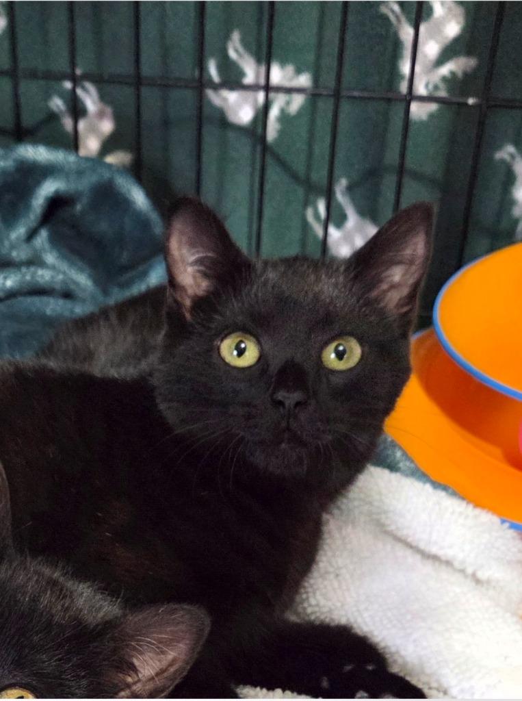 Koala, Adoptable, Kitten Female Domestic Short Hair.