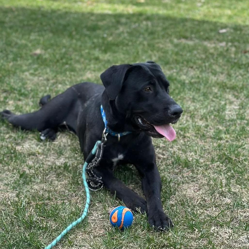 Cora, a Adoptable mixed breed in South Glens Falls, NY image 1/4